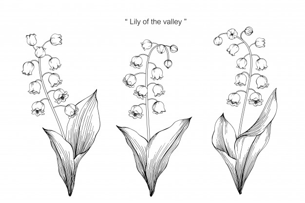 626x417 Lily Of The Valley Flower Drawing Illustration Vector Premium - Valley Sketch