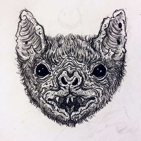 480x480 Images About - Vampire Bat Sketch