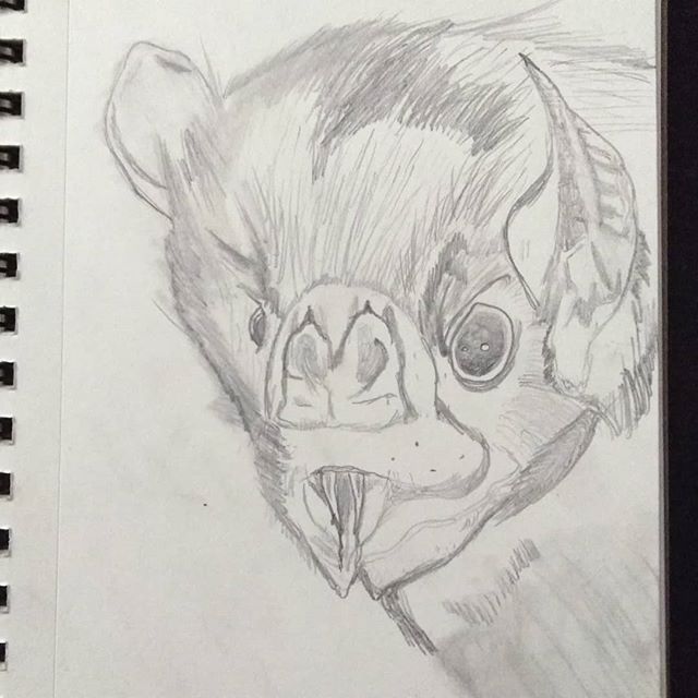 640x640 More Batshit! Vampire Bat Sketch. - Vampire Bat Sketch