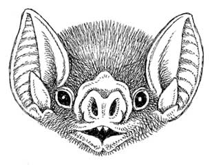 308x243 Natural History Magazine - Vampire Bat Sketch