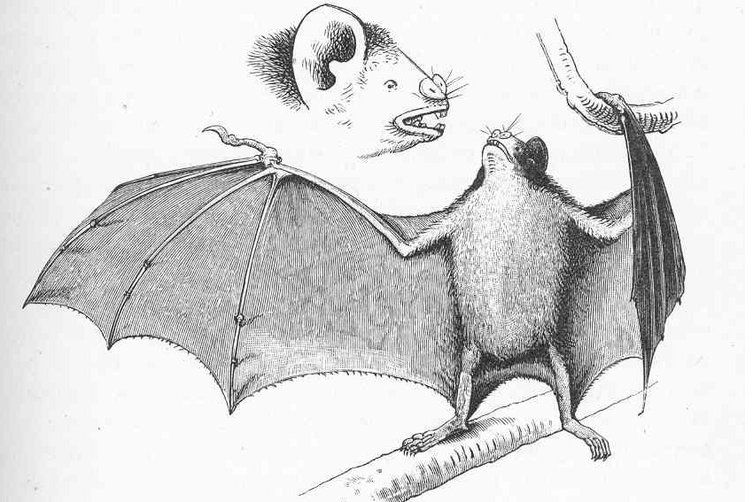 850x567 The All Blood Diet A Moment Of Science - Vampire Bat Sketch