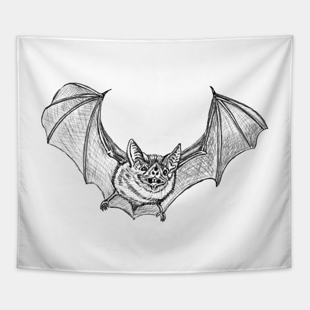 630x630 Vampire Bat - Vampire Bat Sketch