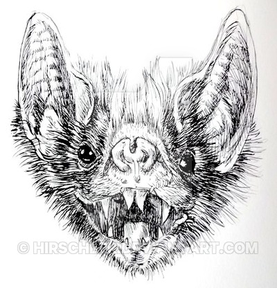 400x416 Vampire Bat By Hirschler - Vampire Bat Sketch