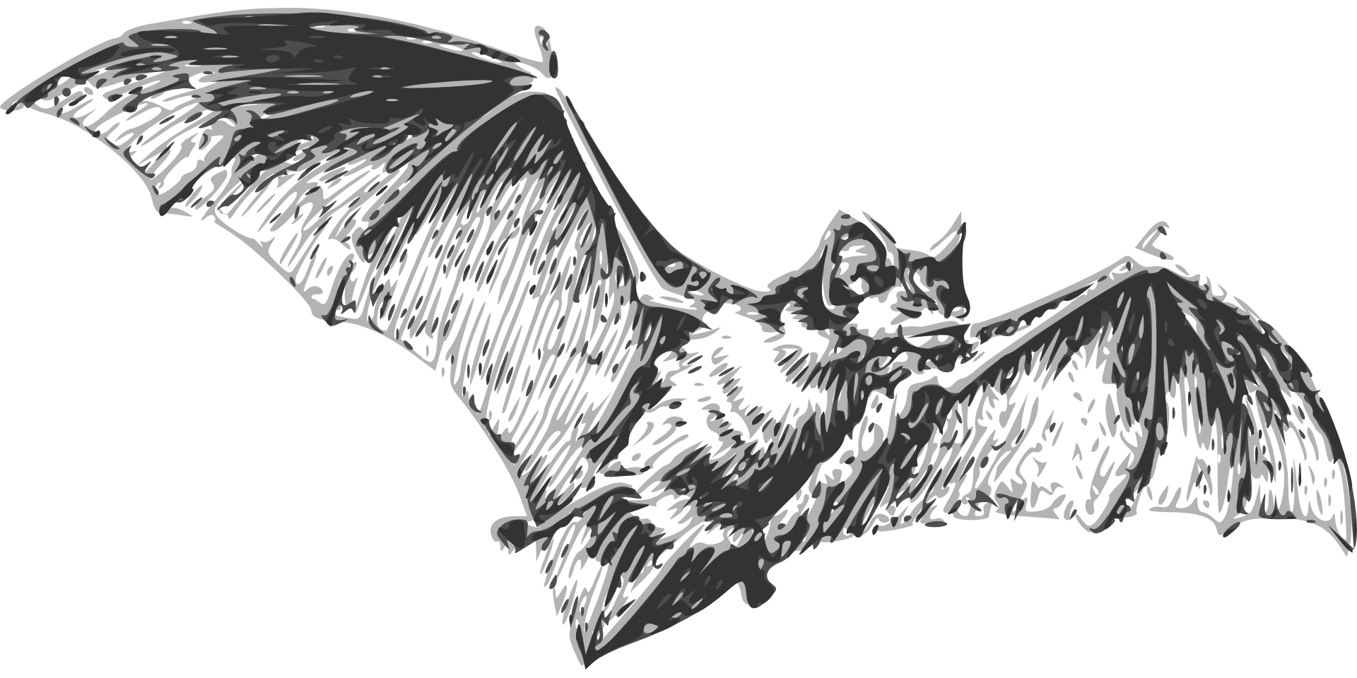 1920x960 Vampire Bat Halloween - Vampire Bat Sketch
