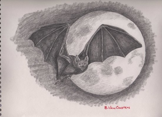 550x400 Vampire Bat Sketch - Vampire Bat Sketch