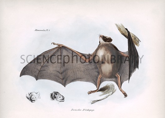 530x378 Common Vampire Bat, 19th Century - Vampire Bat Sketch