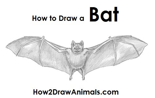 500x315 How To Draw A Bat - Vampire Bat Sketch