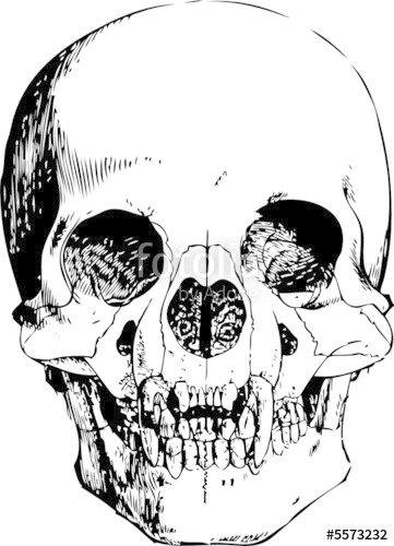 361x500 Vector Vampire Skull Illustration Stock Image And Royalty Free - Vampire Skull Sketch