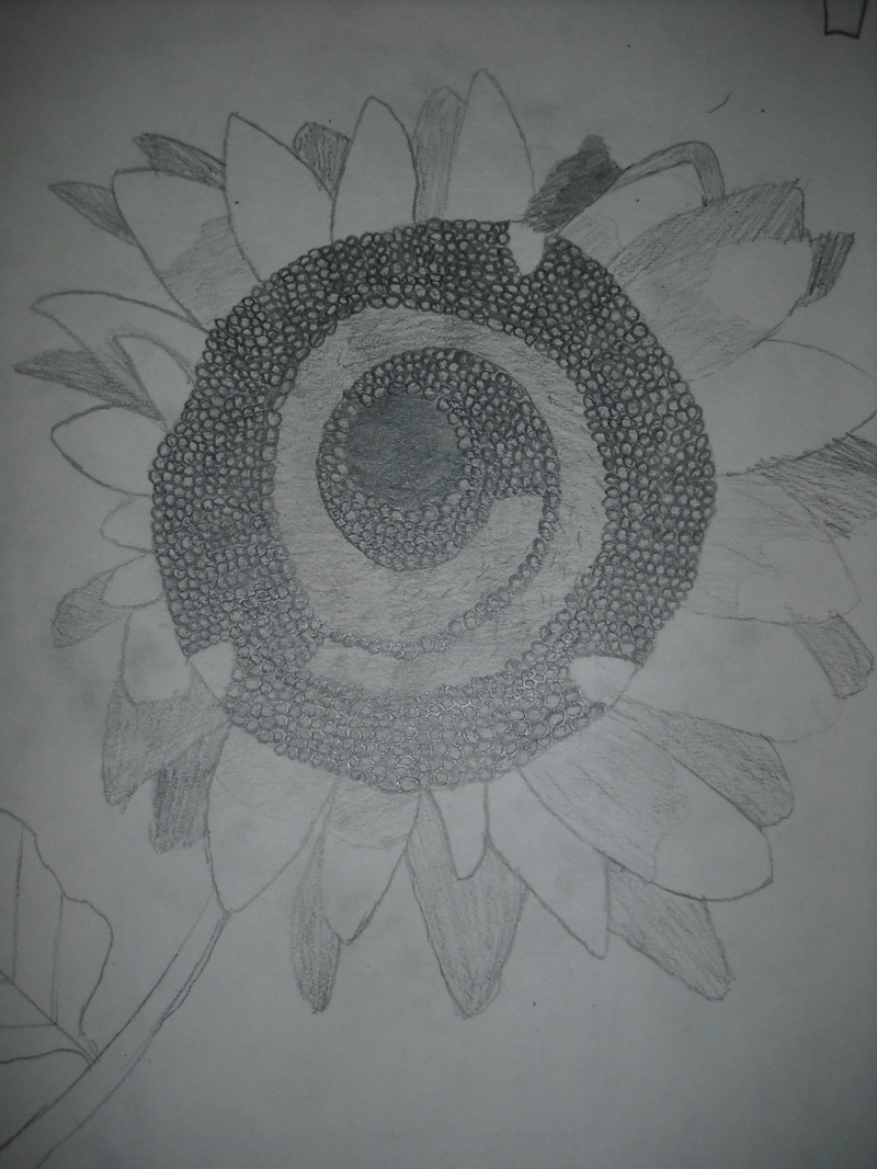 800x1066 Van Gogh Sunflower Observational Drawings - Van Gogh Sunflower Sketch