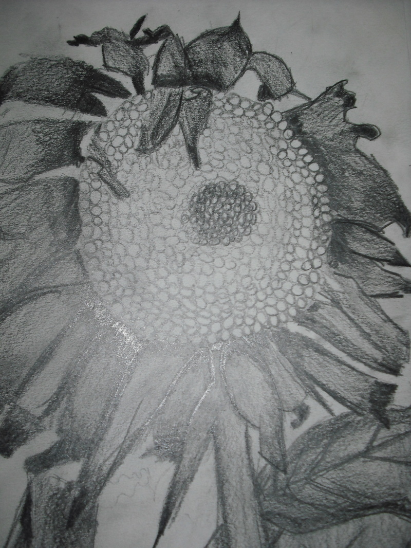 800x1066 Van Gogh Sunflower Observational Drawings - Van Gogh Sunflowers Sketch