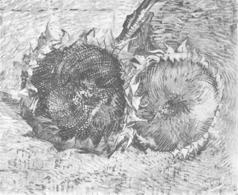 470x387 Vincent Van Gogh, Sunflowers, 1887 (F 376 Jh 1331), Kunstmuseum - Van Gogh Sunflowers Sketch