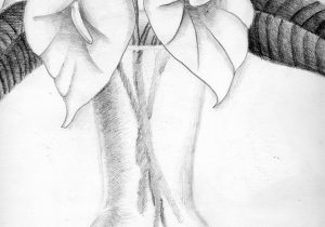 300x210 Flower Vase Pencil Drawing Drawing A Flower Vase In Pencil - Vase Pencil Sketch