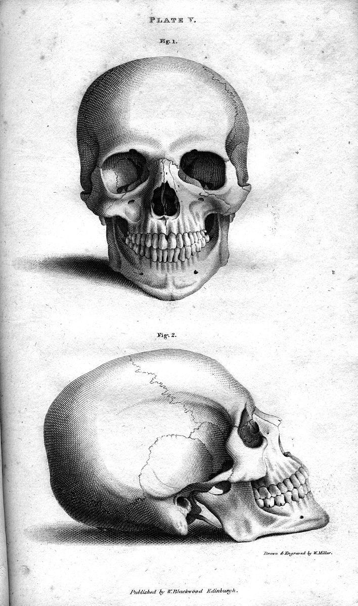 708x1198 Fileplate Vb Human Skull, Engraving By William Miller After - Vb Sketch