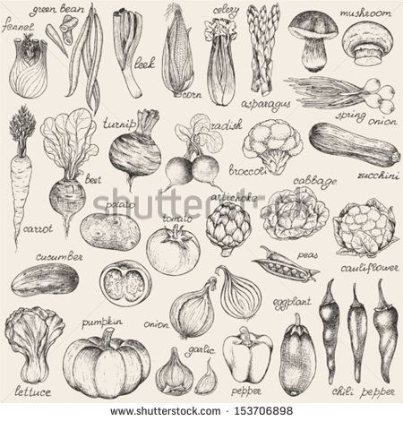 450x470 Restaurant Vectors Collection Of Hand Drawn Vegetables, Vector - Vector Art Sketch