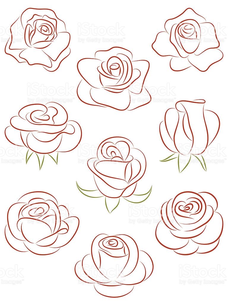 768x1024 Set Of Roses. Vector Illustration. Flower Patterns - Vector Art Sketch