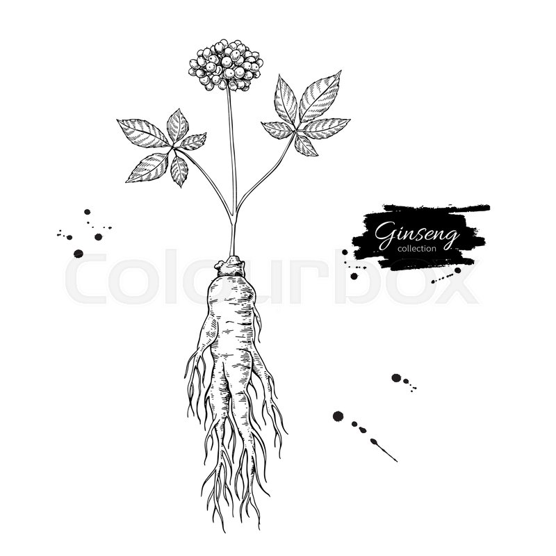 800x800 Ginseng Root And Berry Vector Drawing. Medical Plant Sketch - Vector Graphics Sketch
