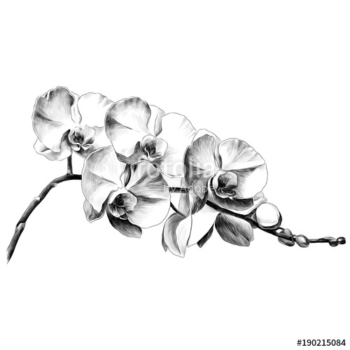 500x500 Orchid Flower Sketch Vector Graphics Monochrome Drawing Stock - Vector Graphics Sketch