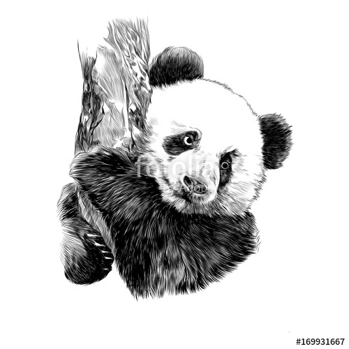 500x500 Panda Sketch Vector Graphics Hanging On The Branch Of A Monochrome - Vector Graphics Sketch