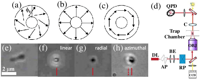 697x276 Color Online) Sketch Of (A) Generic Cylindrical Vector, (B - Vector Sketch Online
