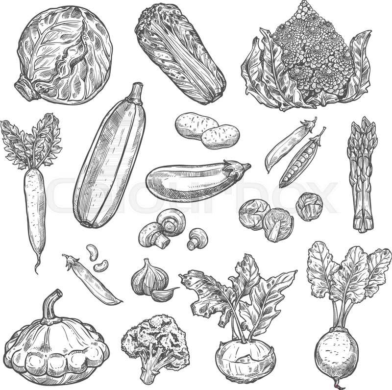 800x796 Vegetables Sketch Icons Of Fresh Organic Vegetarian Cabbage - Vegan Sketch