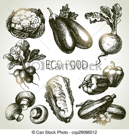 450x470 Hand Drawn Sketch Vegetable Set. Eco Foods.vector... Vector Clip - Vegetable Sketch