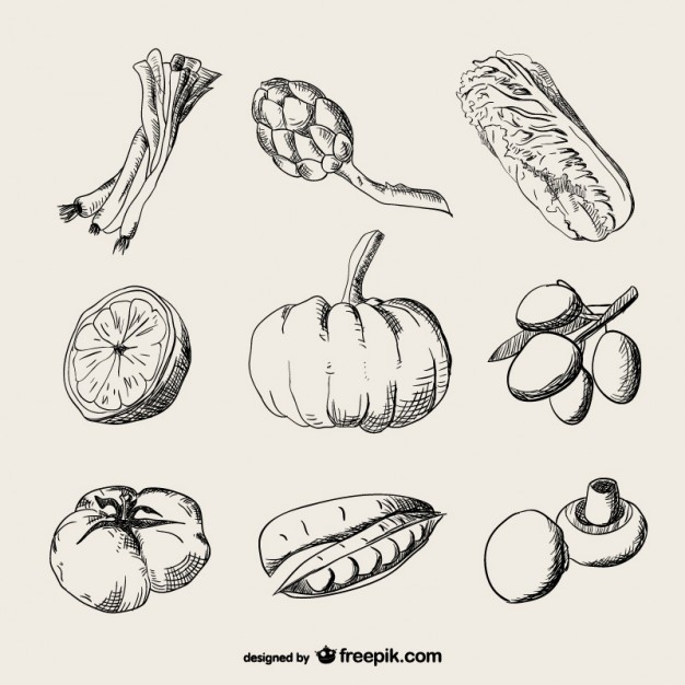 626x626 Realistic Drawing Vegetables Vector Free Download - Vegetable Sketch