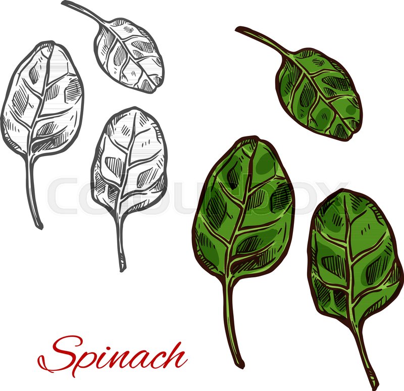 800x774 Spinach Vegetable Sketch With Fresh Green Leaf. Salad Leaf Of - Vegetable Sketch