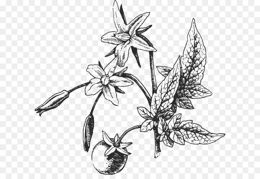 900x620 Tomato Drawing Vegetable - Vegetable Sketch