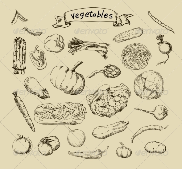 590x550 Vegetable Sketches By Olgaberlet Graphicriver - Vegetable Sketch