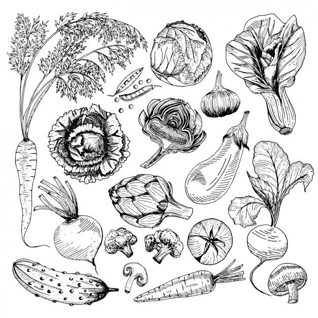 626x626 Vegetables Vectors, Photos And Psd Files Free Download - Vegetable Sketch