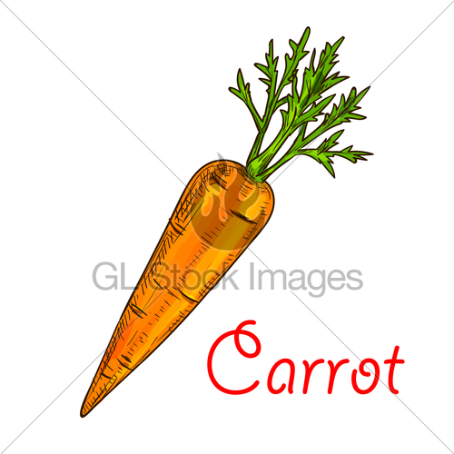 500x500 Carrot Vegetable Isolated Sketch For Food Design Gl Stock Images - Vegetable Sketch