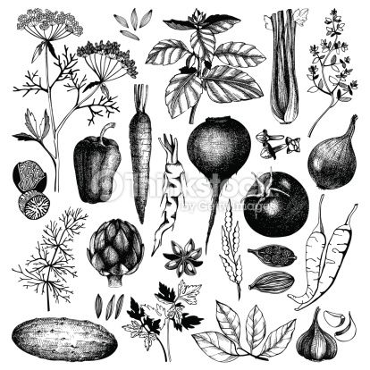 414x414 Vegetable Sketch - Vegetable Sketch