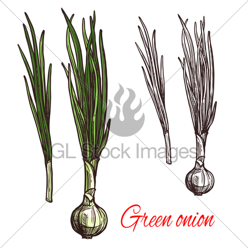 500x500 Green Onion, Leek Or Scalion Vegetable Sketch Gl Stock Images - Vegetable Sketch
