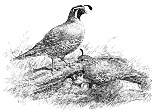 300x221 Vel Miller - Vel Miller Sketch