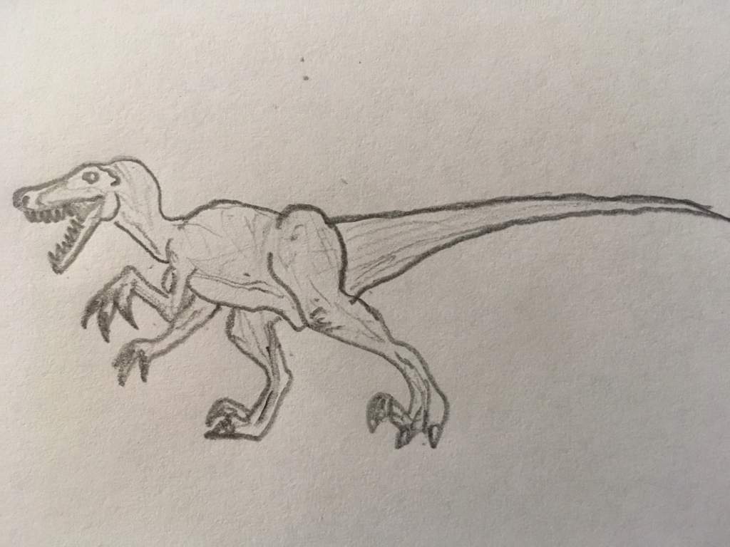 1024x768 Velociraptor Sketch (Full Body) Jurassic Park Amino - Velociraptor Sketch