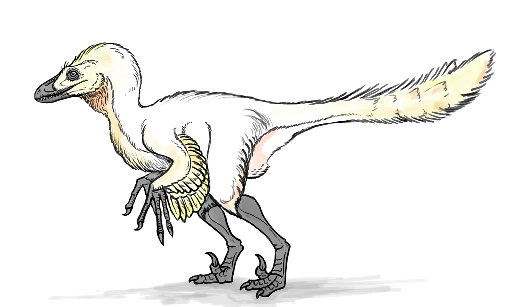 1024x619 Velociraptor Sketch By Andrew Graphics - Velociraptor Sketch