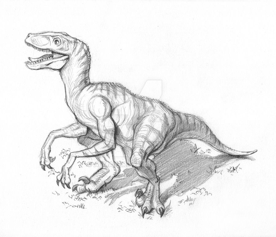 900x773 Velociraptor Sketch By Almayer - Velociraptor Sketch