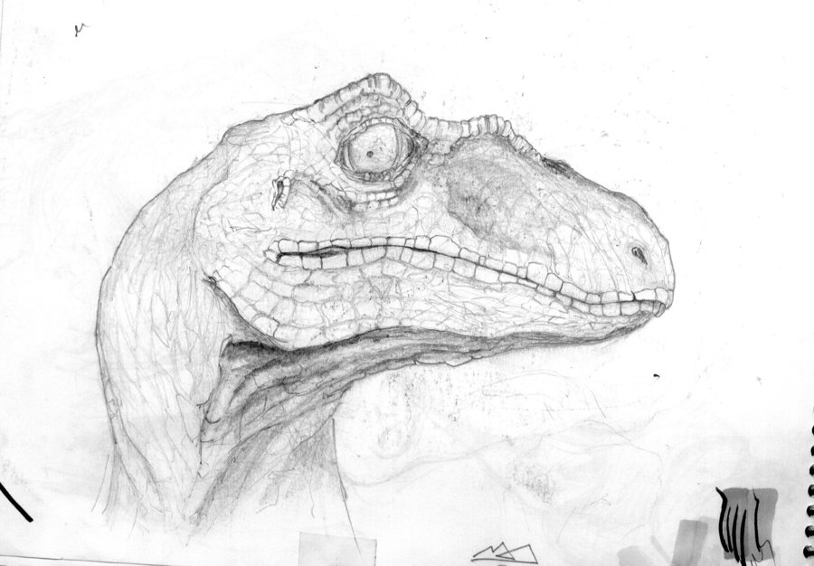 900x626 Sketch Velociraptor By Marinpoppins - Velociraptor Sketch