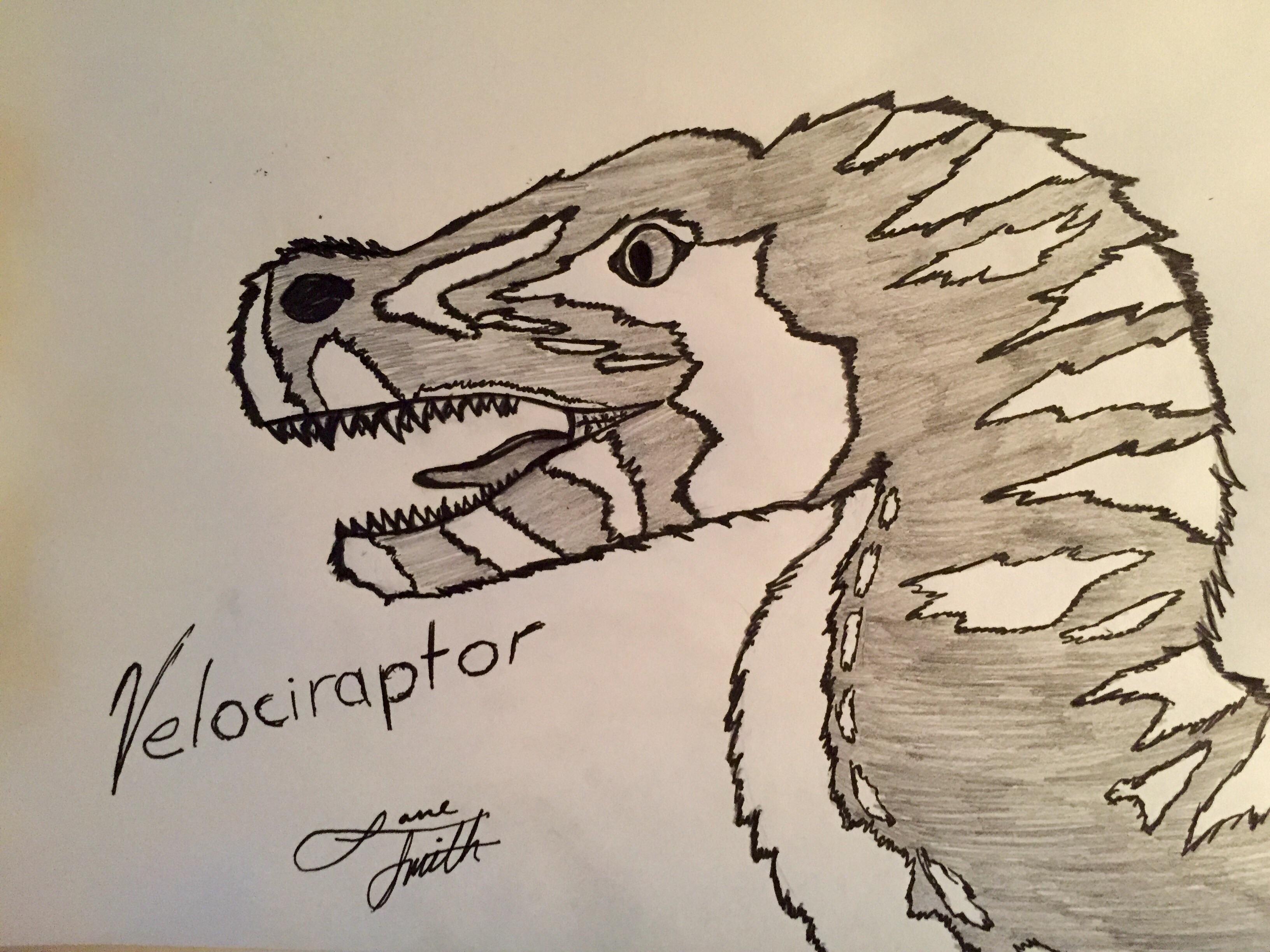 3264x2447 Quick Velociraptor Sketch - Velociraptor Sketch