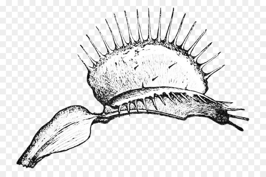 900x600 Line Art Divorce K Pop Sketch - Venus Fly Trap Sketch