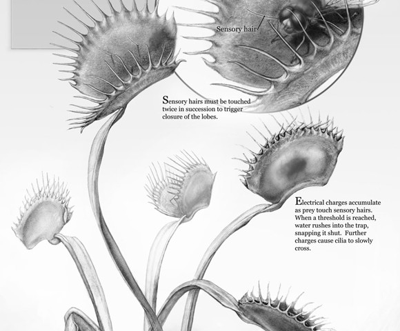580x480 Trapping Mechanism Of The Venus Fly Trap Art As Applied To Medicine - Venus Fly Trap Sketch