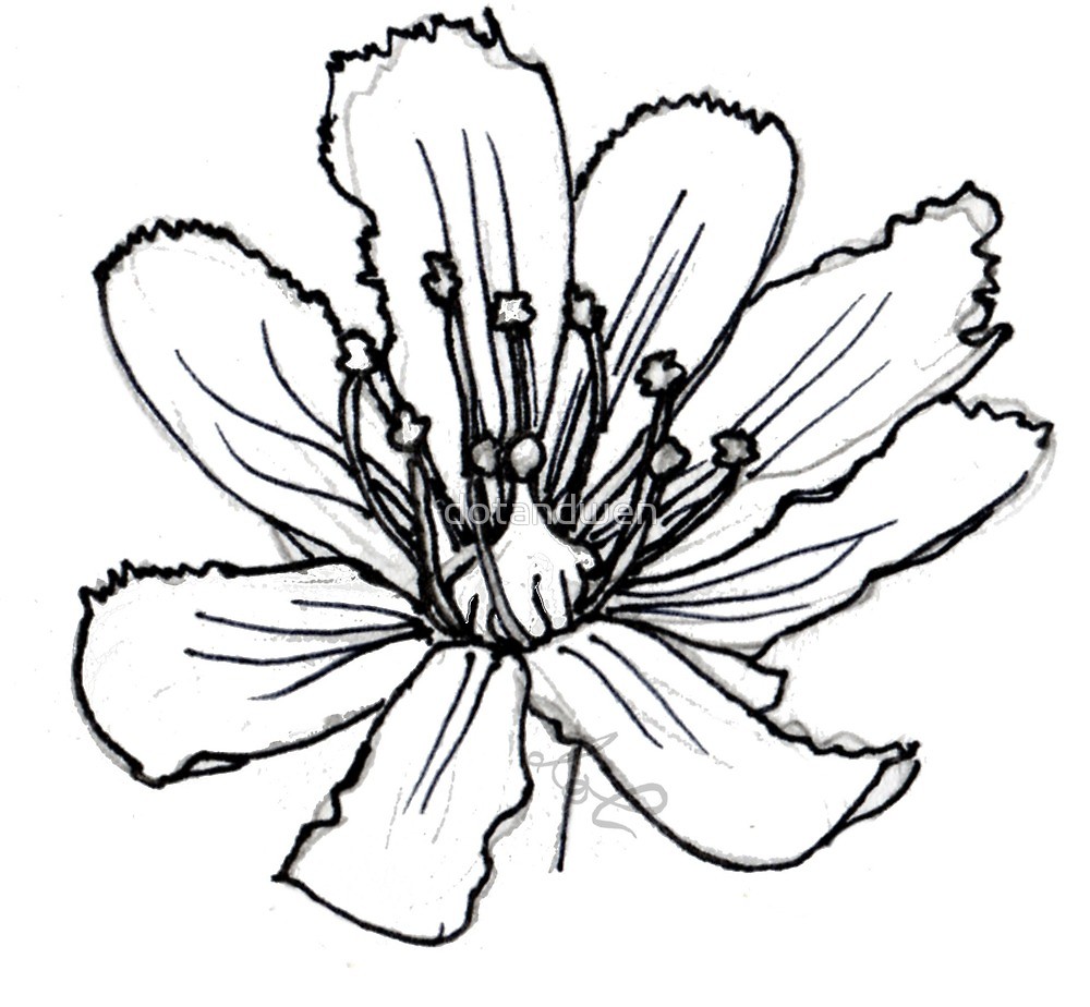 1000x924 Venus Fly Trap Flower Sketch By Dotandwen Redbubble - Venus Fly Trap Sketch