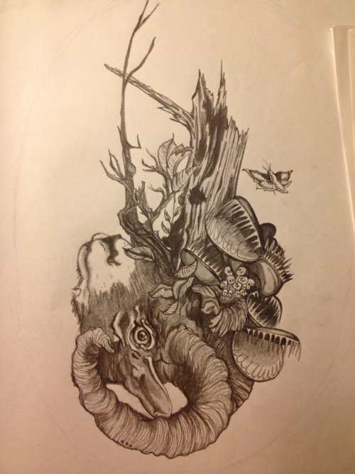 500x667 Venus Fly Traps! Kimberry - Venus Fly Trap Sketch