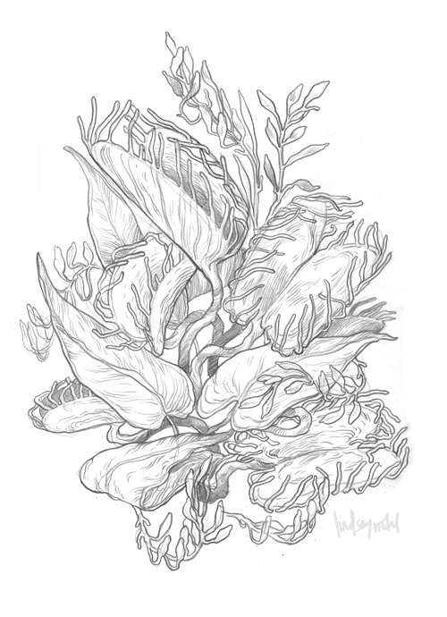 500x690 Paperbicycle Venus Flytrap! - Venus Fly Trap Sketch