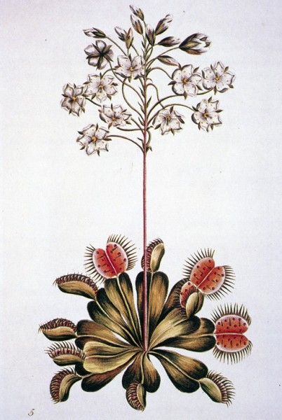 402x600 Venus Fly Trap Drawing - Venus Fly Trap Sketch