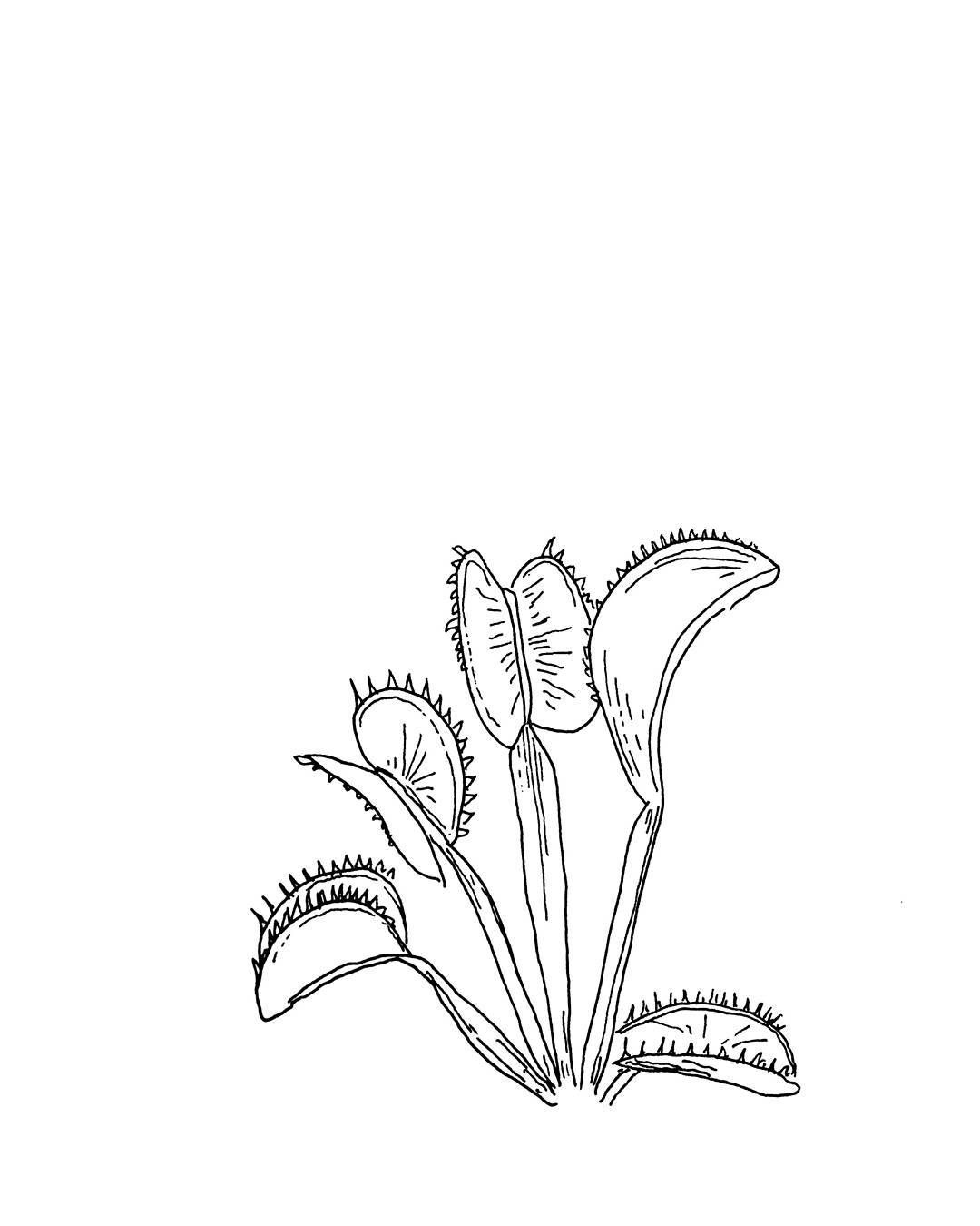 1080x1350 Venus Fly Traps Art Amp Tattoos Drawings, Art And - Venus Fly Trap Sketch