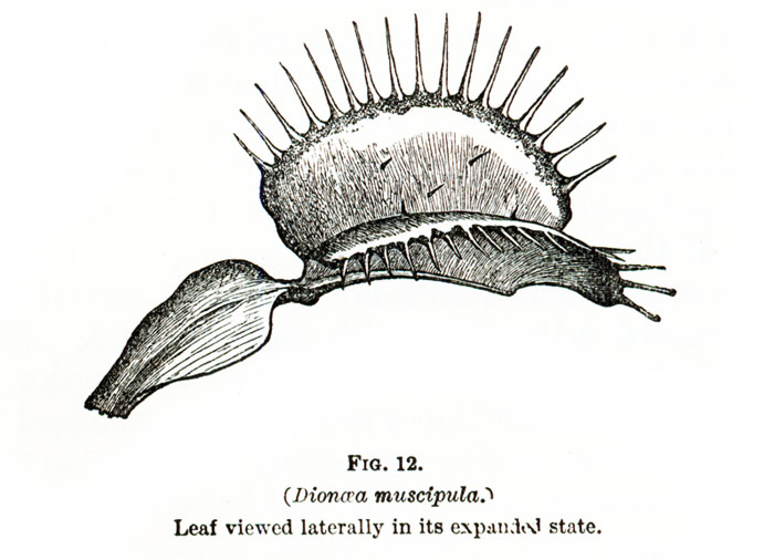 700x506 Venus Flytrap Sarconista! - Venus Fly Trap Sketch