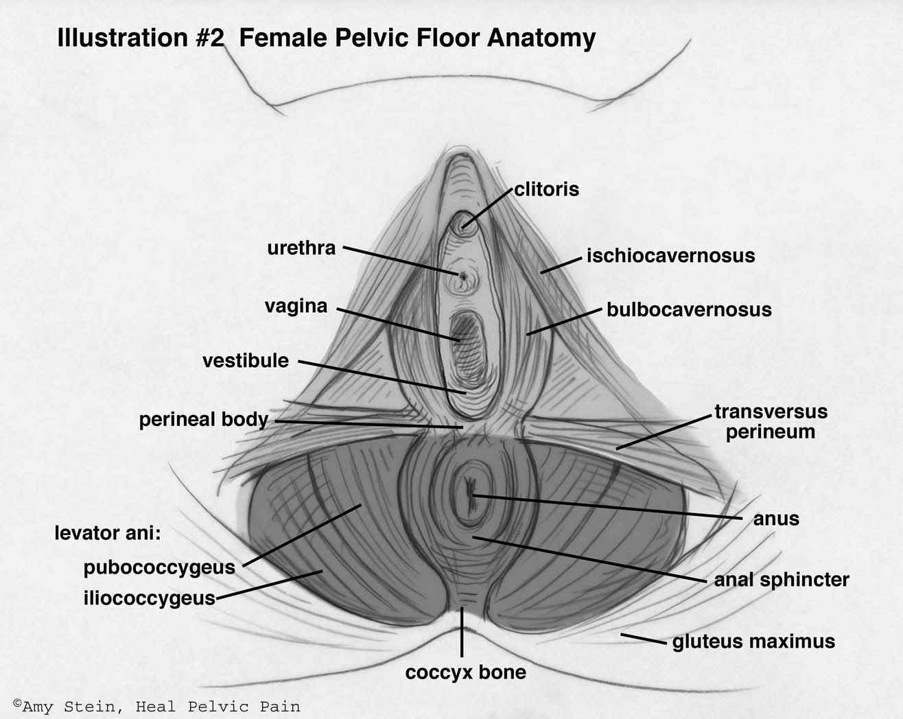 1316x1048 Pelvic Floor Massage After Childbirthintuitive Hands Physical Therapy - Vigina Sketch