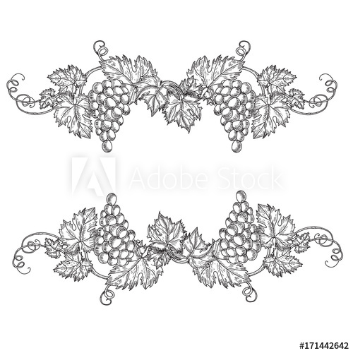 500x500 Hand Drawn Set Vector Illustration Of Branch Grapes. Vine Sketch - Vine Sketch