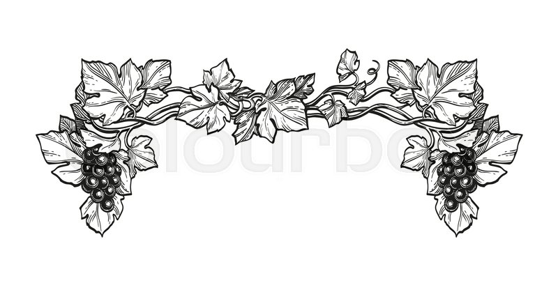 800x419 Hand Drawn Vector Illustration Of Grapes. Vine Sketch Isolated On - Vine Sketch